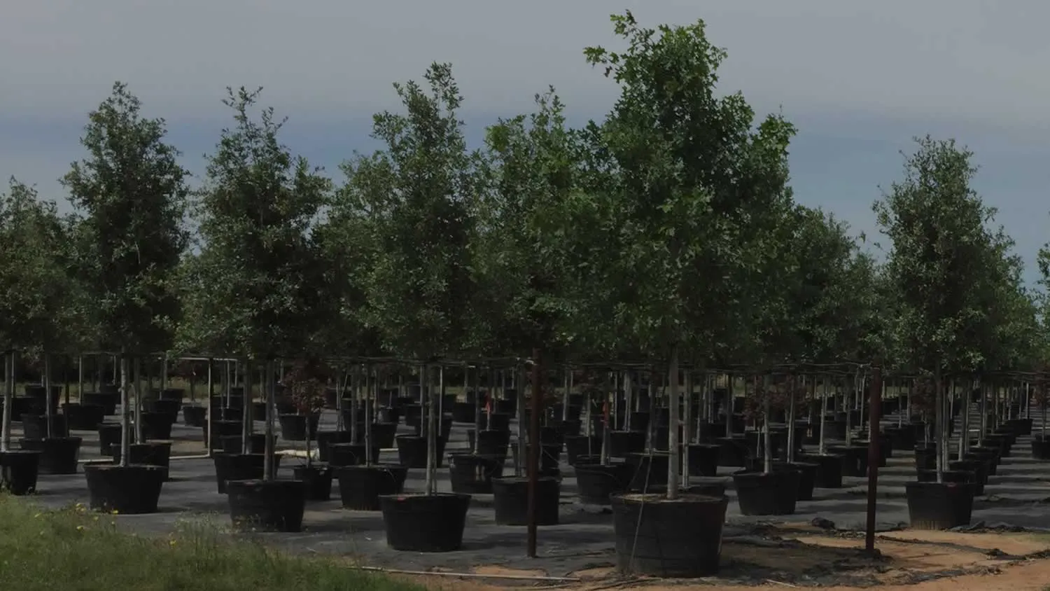 Biddy  Oak Tree Farms