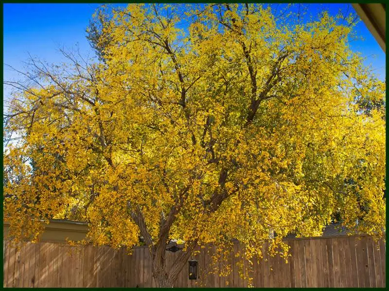 Cedar Elm Tree For Sale