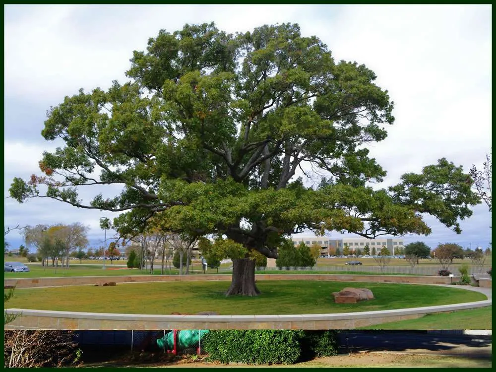 Texas Red Oak Trees for Sale Texas Grown Tree Farm