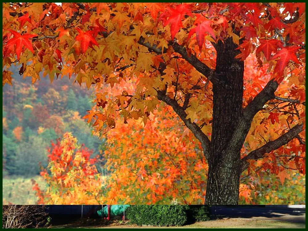 Texas Red Oak Trees for Sale Texas Grown Tree Farm