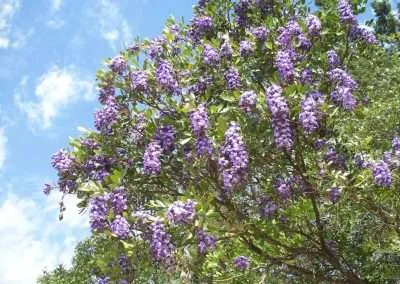 Texas Mountain Laurel
